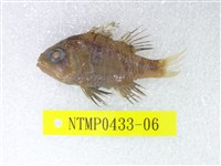 藏品(黑天竺鯛)的圖片